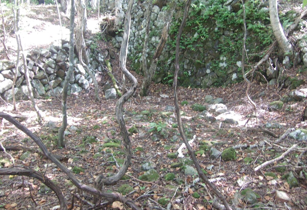 Resti in pietra e vegetazione nel sito storico della miniera di ferro di Hashino.